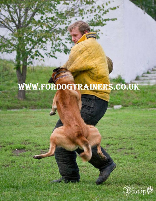 schutzhund dog training